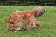 Afghan Hound