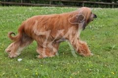 Afghan Hound