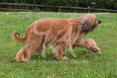Afghan Hound