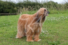 Afghan Hound