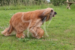 Afghan Hound