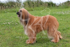 Afghan Hound