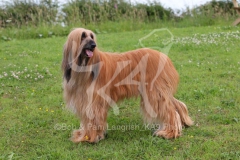 Afghan Hound