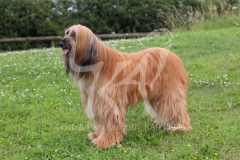 Afghan Hound