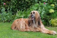 Afghan Hound