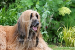 Afghan Hound