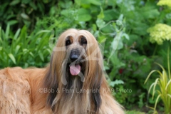 Afghan Hound