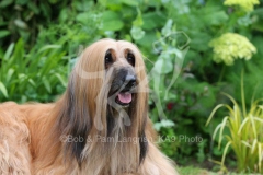 Afghan Hound
