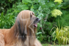 Afghan Hound