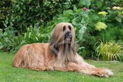 Afghan Hound