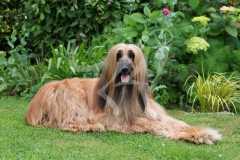 Afghan Hound