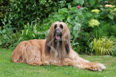 Afghan Hound