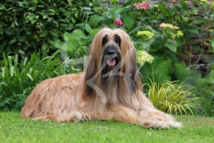 Afghan Hound