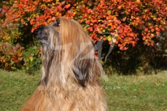 Afghan Hound