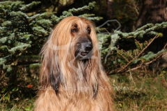 Afghan Hound