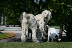 Afghan Hound
