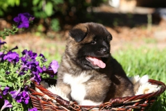 Akita - Japanese