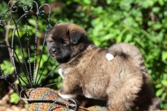 Akita - Japanese