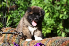 Akita - Japanese