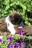 Akita - Japanese