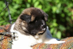 Akita - Japanese