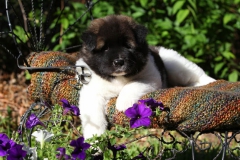 Akita - Japanese