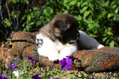Akita - Japanese