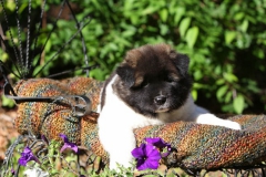 Akita - Japanese