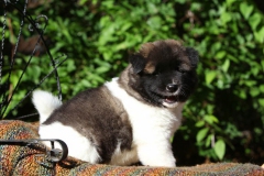 Akita - Japanese