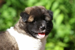 Akita - Japanese