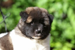 Akita - Japanese