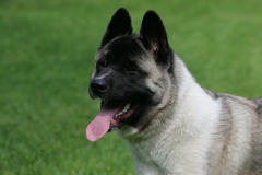Akita - Japanese