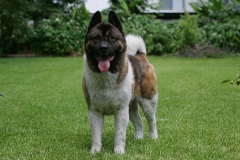 Akita - Japanese