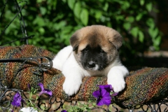 Akita - Japanese