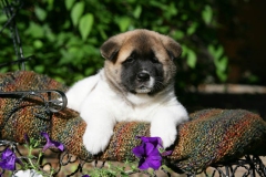 Akita - Japanese