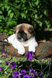 Akita - Japanese
