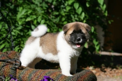 Akita - Japanese