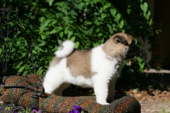 Akita - Japanese