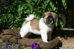 Akita - Japanese