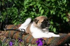 Akita - Japanese