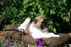 Akita - Japanese