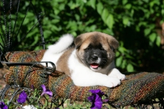 Akita - Japanese