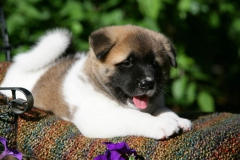 Akita - Japanese