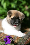 Akita - Japanese