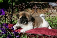 Akita - Japanese