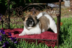 Akita - Japanese