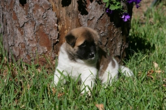 Akita - Japanese