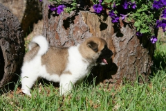 Akita - Japanese