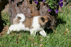 Akita - Japanese