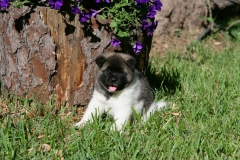 Akita - Japanese